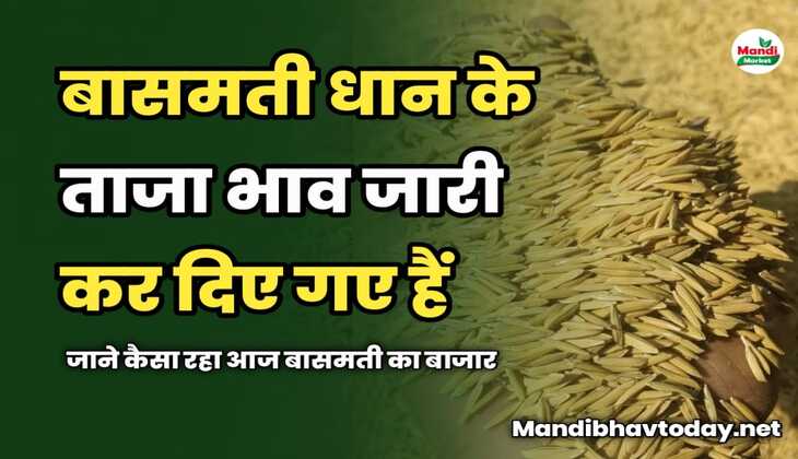 बासमती धान के ताजा भाव जारी कर दिए गए हैं | जाने कैसा रहा आज बासमती का बाजार