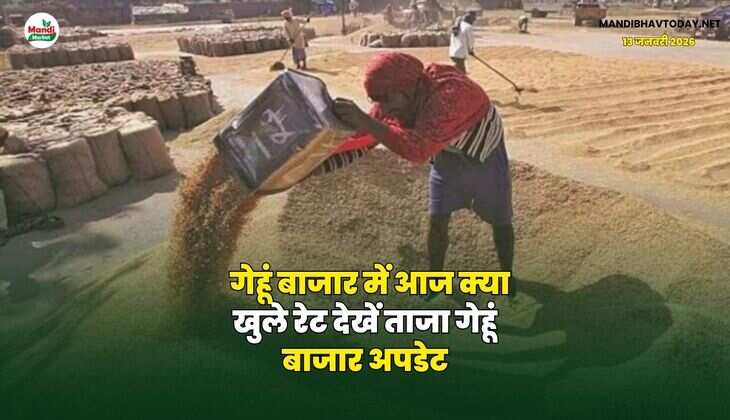 गेहूं बाजार में आज क्या खुले रेट | देखें ताजा गेहूं बाजार अपडेट