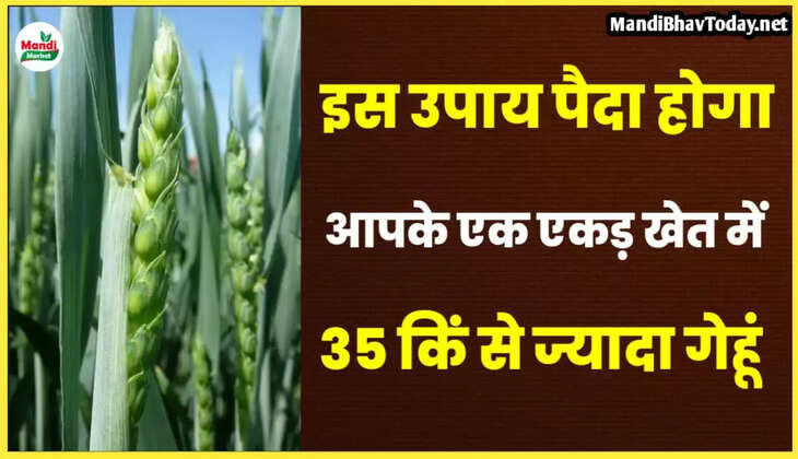 gehun ka utpadan kaise bhadhaye