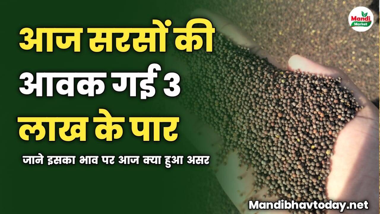 सरसों की आवक गई 3 लाख के पार | जाने इसका भाव पर आज क्या हुआ असर