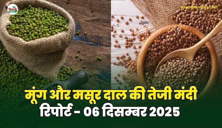 मूंग मसूर दाल की तेजी मंदी रिपोर्ट - 06 दिसम्बर 2025