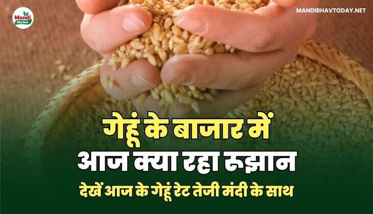 देखें आज के गेहूं रेट तेजी मंदी के साथ