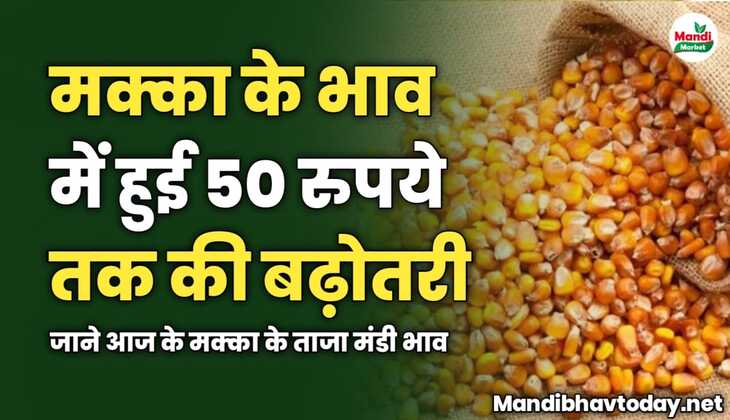 मक्का के भाव में हुई 50 रुपये तक की बढ़ोतरी | जाने आज के मक्का के ताजा मंडी भाव 
