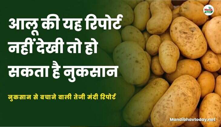 आलू की यह रिपोर्ट नहीं देखी तो हो सकता है नुकसान |  नुकसान से बचाने वाली तेजी मंदी रिपोर्ट