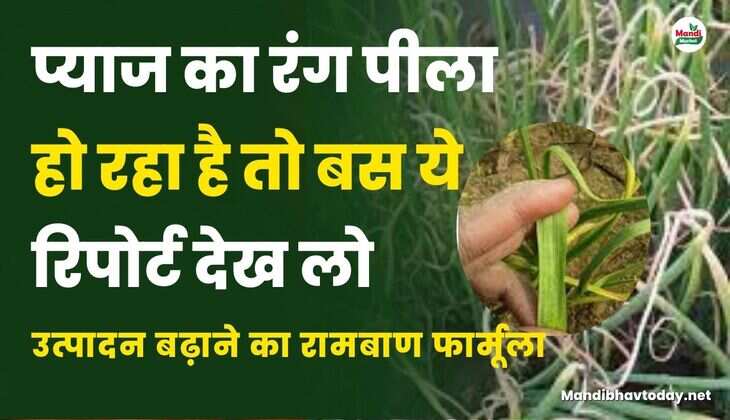 प्याज का रंग पीला हो रहा है तो बस ये रिपोर्ट देख लो | उत्पादन बढ़ाने का रामबाण फार्मूला