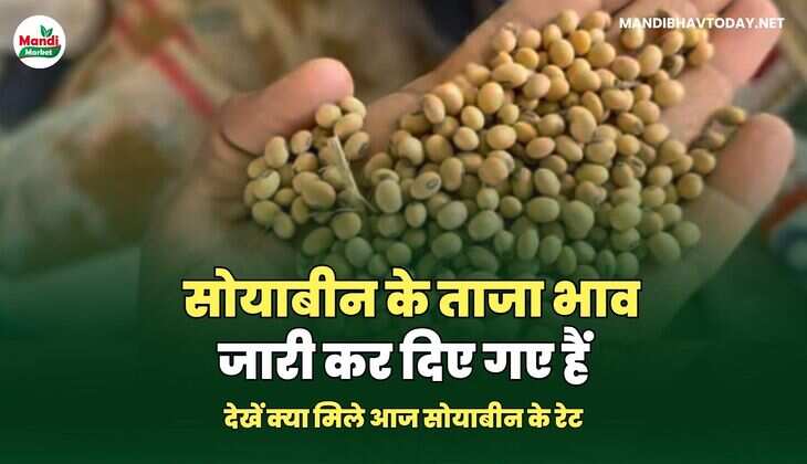 सोयाबीन रेट 