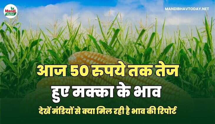 आज 50 रुपये तक तेज हुए मक्का के भाव | देखें मंडियों से क्या मिल रही है&nbsp;भाव&nbsp;की&nbsp;रिपोर्ट