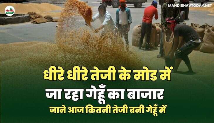 धीरे धीरे तेजी के मोड में जा रहा गेहूँ का बाजार | जाने आज कितनी तेजी बनी गेहूँ में
