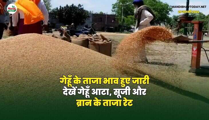 गेहूँ के ताजा भाव हुए जारी | देखें गेहूँ आटा, सूजी और ब्रान के ताजा रेट