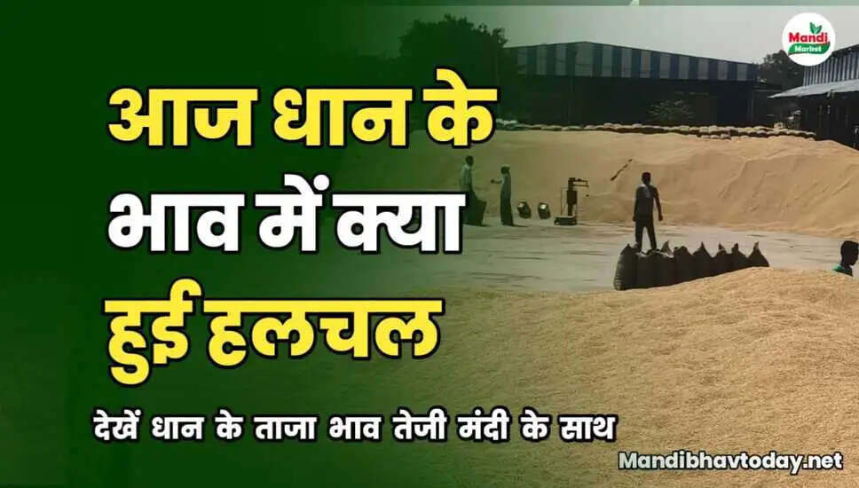 आज धान के भाव में क्या हुई हलचल | देखें धान के ताजा रेट तेजी मंदी के साथ