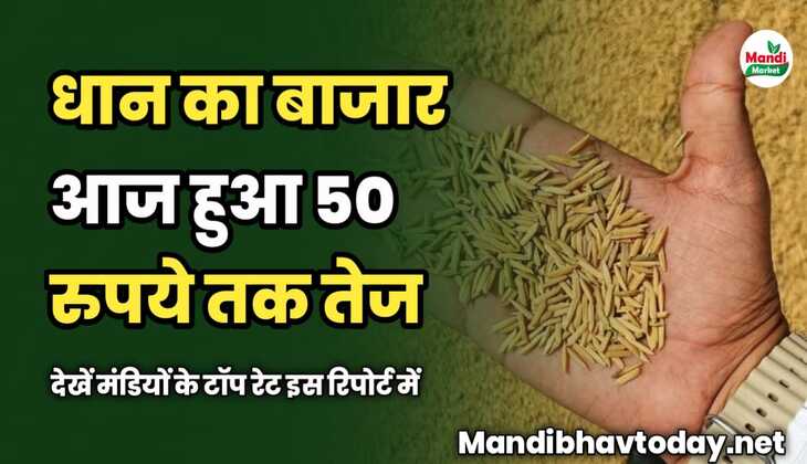 धान का बाजार आज हुआ 50 रुपये तक तेज | देखें मंडियों के टॉप रेट