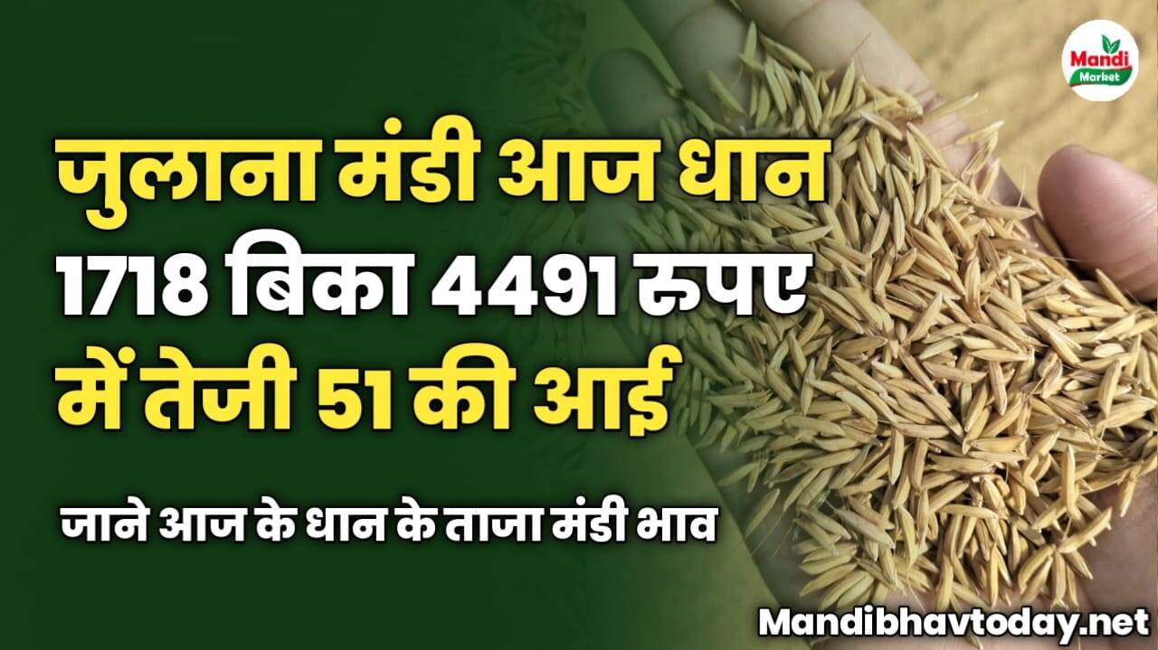 जुलाना मंडी आज धान 1718 बिका 4491 रुपए में तेजी 51 की आई | जाने आज के धान के ताजा मंडी भाव