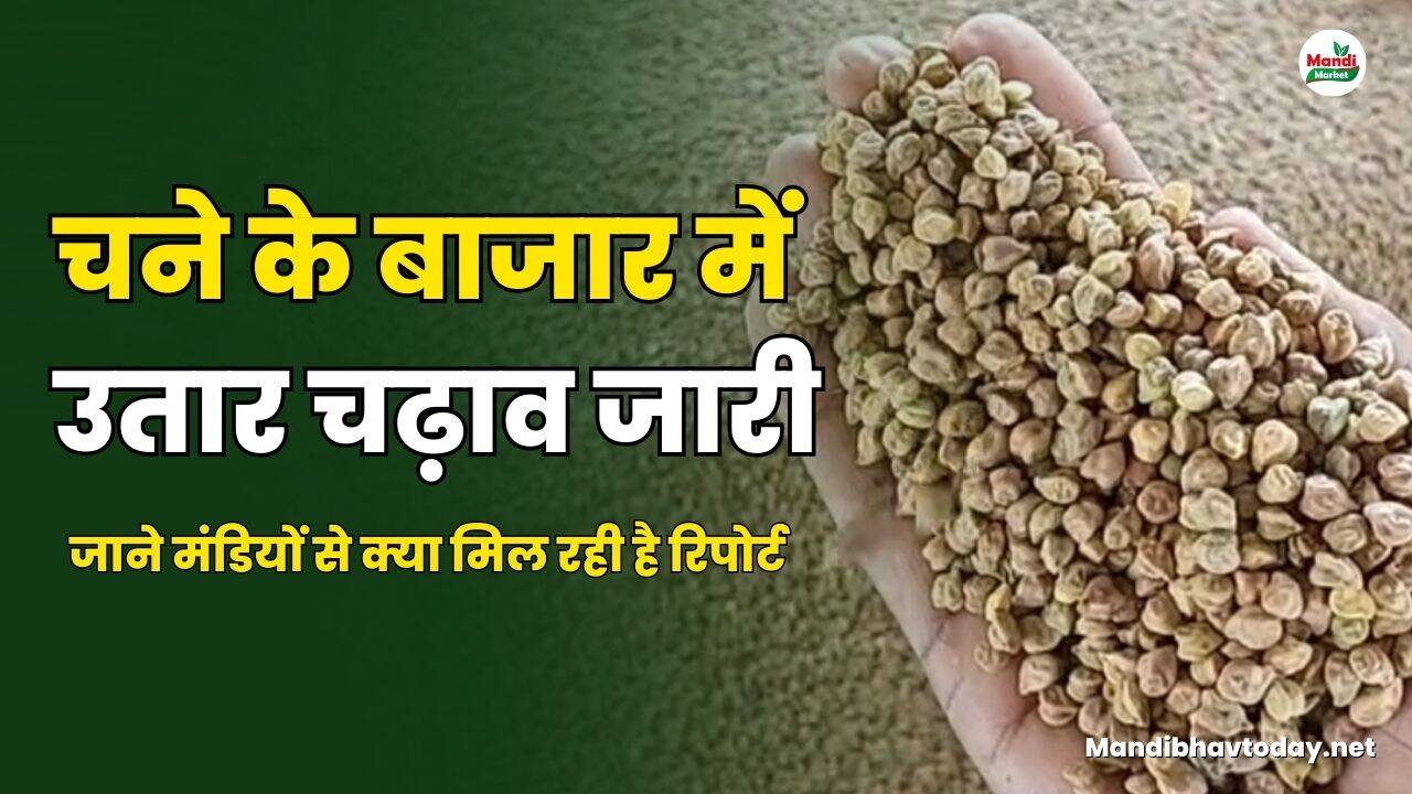 चने के बाजार में उतार चढ़ाव जारी | जाने मंडियों से क्या मिल रही है रिपोर्ट