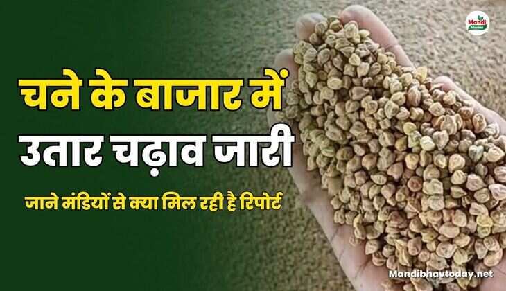 चने के बाजार में उतार चढ़ाव जारी | जाने मंडियों से क्या मिल रही है रिपोर्ट