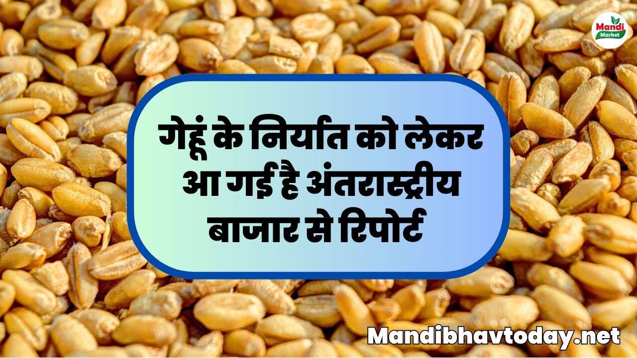 गेहूं के निर्यात को लेकर आ गई है अंतरास्ट्रीय बाजार से रिपोर्ट | जाने पूरी जानकारी इस रिपोर्ट में