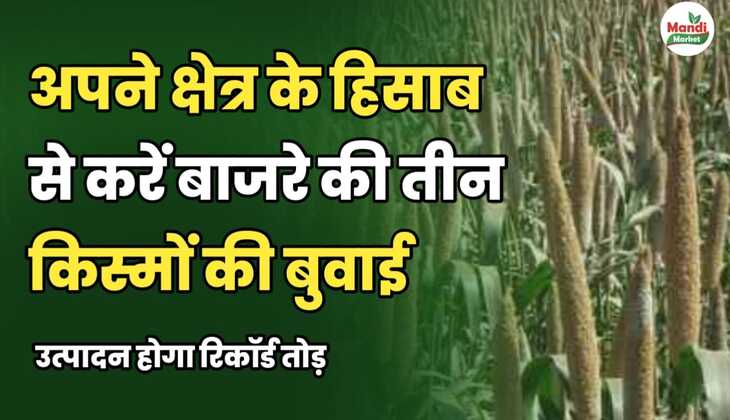  बाजरे image