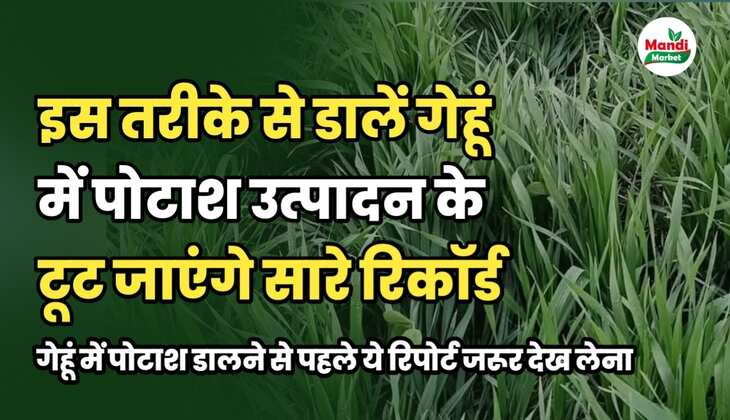 गेहूं में पोटाश डालने से पहले ये रिपोर्ट जरूर देख लेना