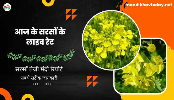 सरसों के भाव का आज क्या है रूझान | देखें इस रिपोर्ट में जाने | Sarso Live Rate Today 24 july 2023 