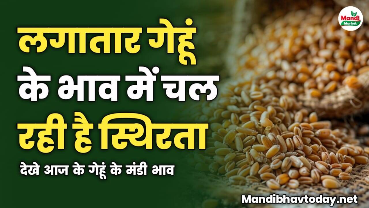 लगातार गेहूं के भाव में चल रही है स्थिरता | आज के गेहूं के मंडी भाव