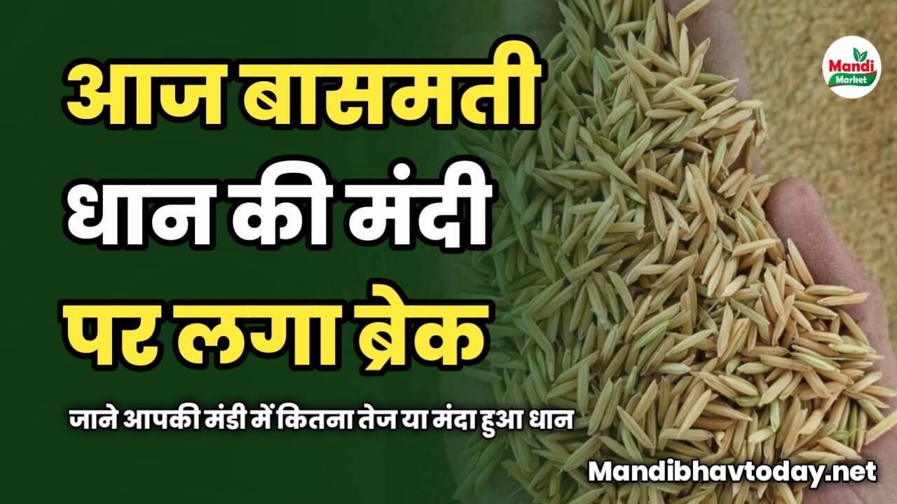 आज बासमती धान की मंदी पर लगा ब्रेक | जाने आपकी मंडी में कितना तेज या मंदा हुआ धान