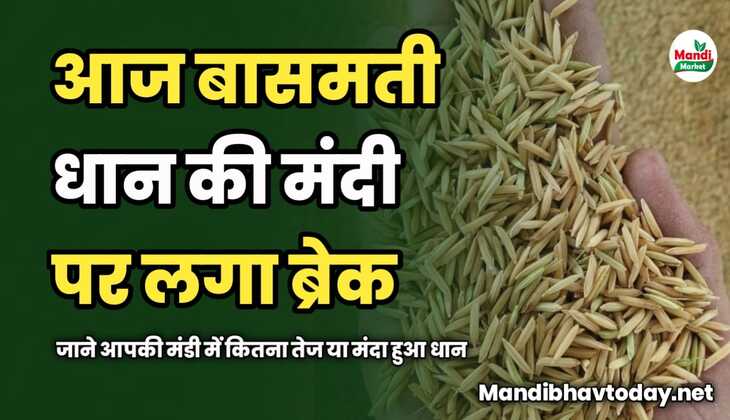 आज बासमती धान की मंदी पर लगा ब्रेक | जाने आपकी मंडी में कितना तेज या मंदा हुआ धान