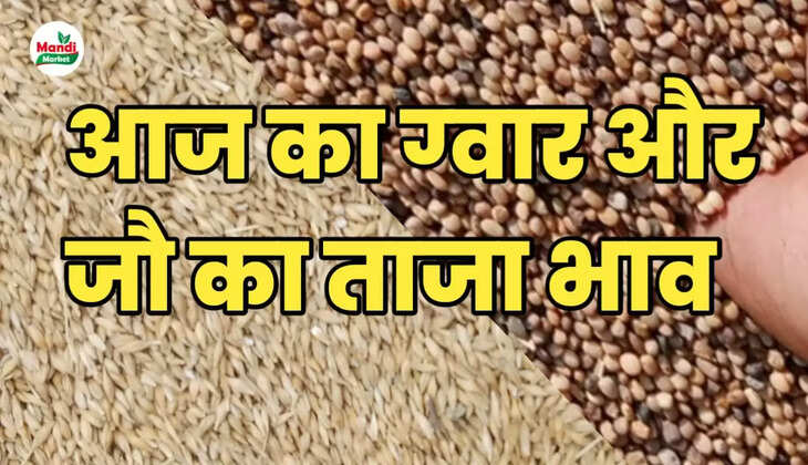 guar seed rate today