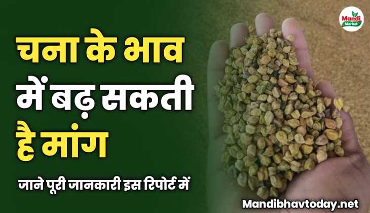 चना के भाव में बढ़ सकती है मांग | जाने पूरी जानकारी इस रिपोर्ट में 