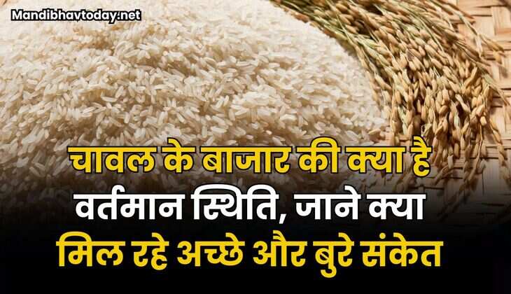 चावल के बाजार की क्या है वर्तमान स्थिति | जाने क्या मिल रहे अच्छे और बुरे संकेत