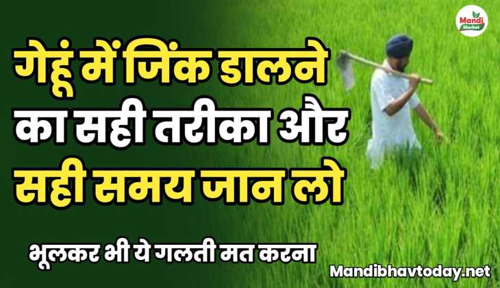 गेहूं में जिंक डालने का सही तरीका और सही समय जान लो |भूलकर भी ये गलती मत करना 