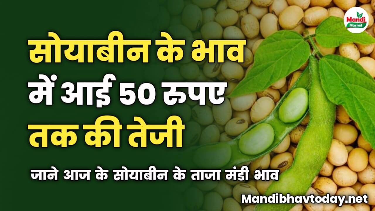 सोयाबीन की कीमतों में आई 50 रुपए तक की तेजी | जाने आज के सोयाबीन के ताजा मंडी भाव