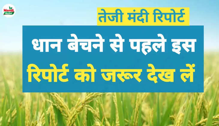 धान का भाव