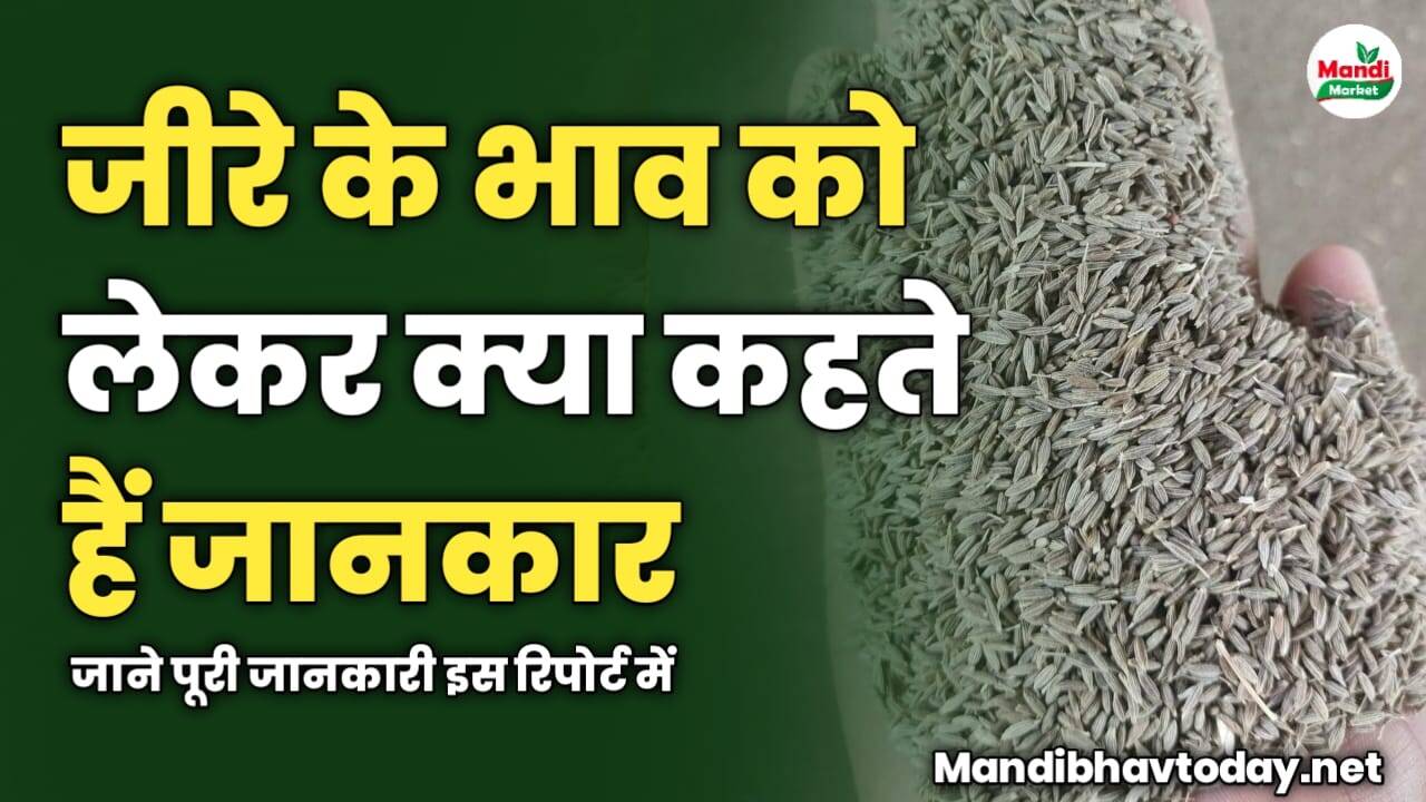 जीरे के भाव को लेकर क्या कहते हैं जानकार | जाने पूरी जानकारी इस रिपोर्ट में