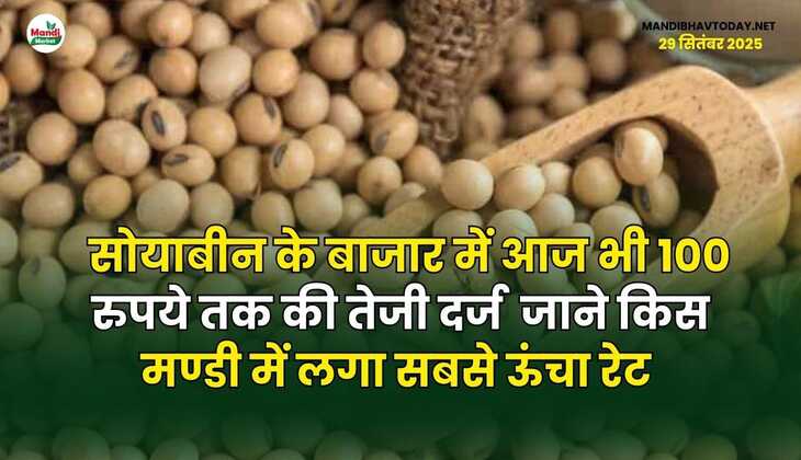 सोयाबीन के बाजार में आज भी 100 रुपये तक की तेजी दर्ज |  जाने किस मण्डी में लगा सबसे ऊंचा रेट