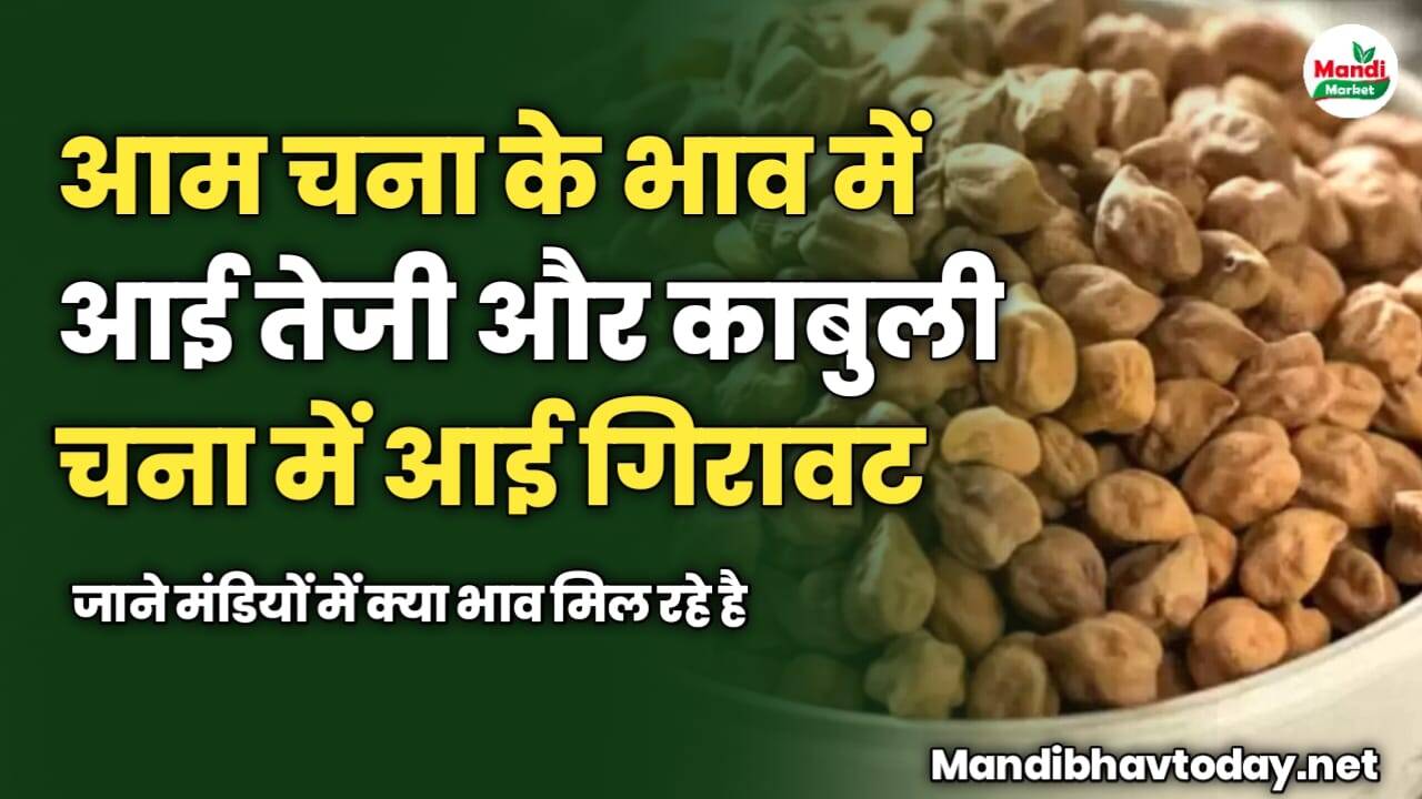 आम चना के भाव में आई तेजी और काबुली चना में आई गिरावट | जाने मंडियों में क्या भाव मिल रहे है 