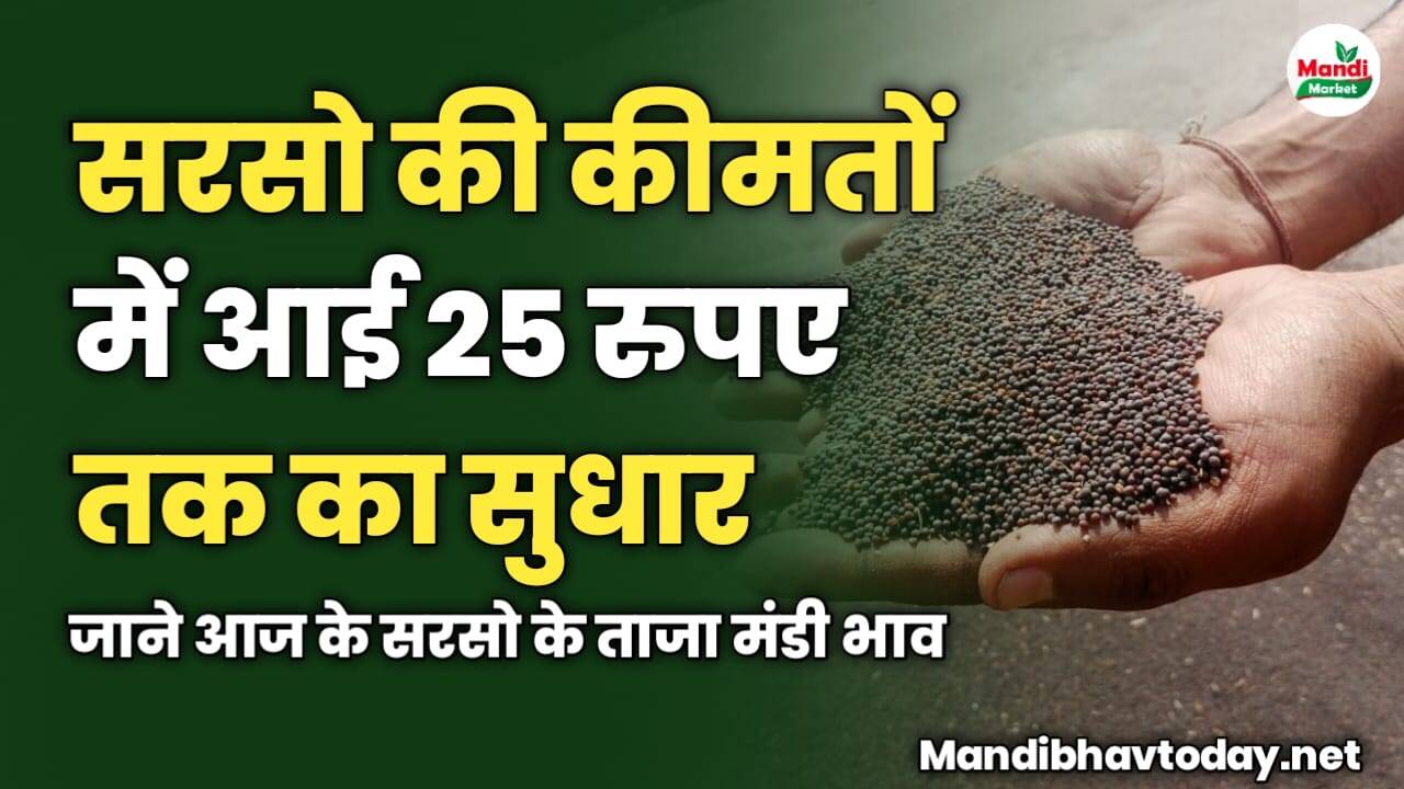 सरसो की कीमतों में आई 25 रुपए तक का सुधार | जाने आज के सरसो के ताजा मंडी भाव