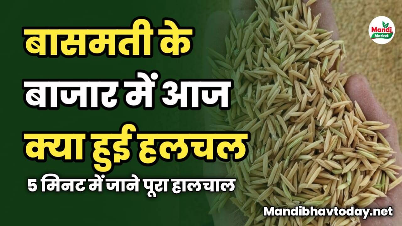 बासमती के बाजार में आज क्या हुई हलचल | 5 मिनट में जाने पूरा हालचाल