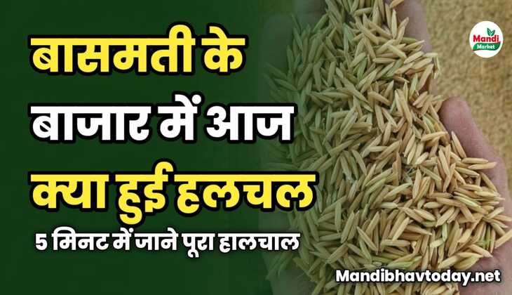 बासमती के बाजार में आज क्या हुई हलचल | 5 मिनट में जाने पूरा हालचाल
