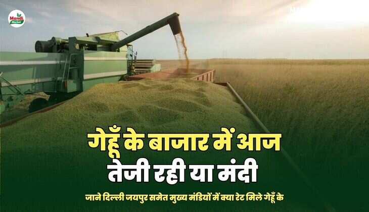 गेहूँ के बाजार में आज तेजी रही या मंदी | जाने दिल्ली जयपुर समेत मुख्य मंडियों में क्या रेट&nbsp;मिले&nbsp;गेहूँ&nbsp;के