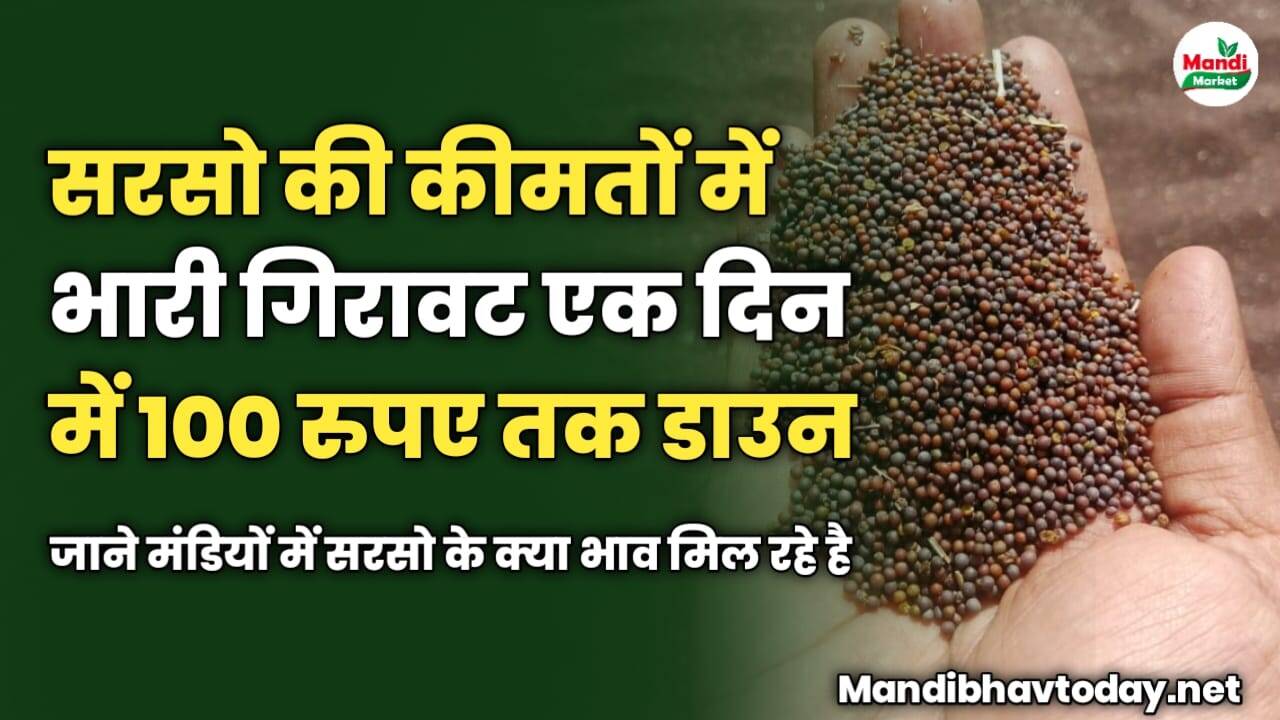 सरसो की कीमतों में भारी गिरावट एक दिन में 100 रुपए तक डाउन | जाने मंडियों में सरसो के क्या भाव मिल रहे है