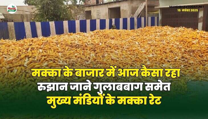 मक्का के बाजार में आज कैसा रहा रुझान | जाने गुलाबबाग समेत मुख्य मंडियों के मक्का रेट