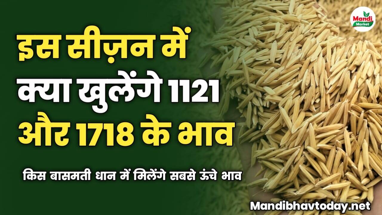 इस सीज़न में क्या खुलेंगे 1121 और 1718 के भाव | किस बासमती धान में मिलेंगे सबसे ऊंचे भाव | जाने रिपोर्ट में