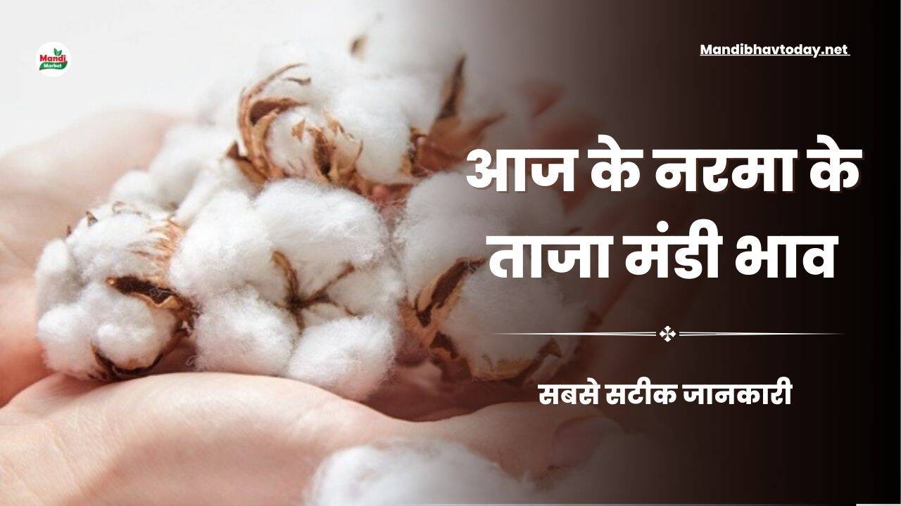 नरमा और कपास के भाव मे आज कितनी तेजी या मंदी आई | जाने आज के नरमा और कपास ताजा मंडी भाव 18 Mar 25