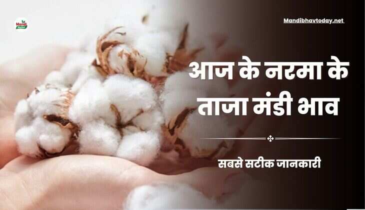 नरमा और कपास के भाव मे आज कितनी तेजी या मंदी आई | जाने आज के नरमा और कपास ताजा मंडी भाव 18 Mar 25