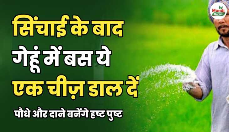 सिंचाई के बाद गेहूं में बस ये एक चीज़ डाल देना | पौधे और दाने बनेंगे हष्ट-पुष्ट