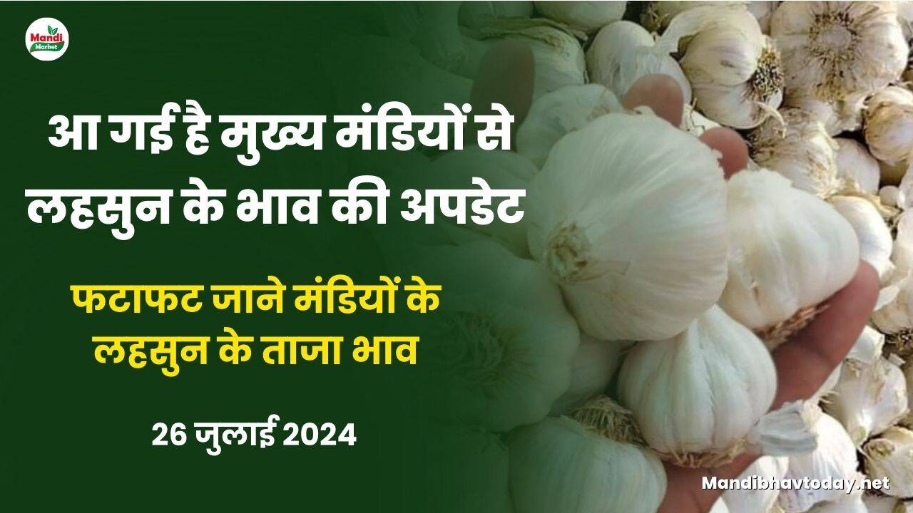 फटाफट जाने मंडियों के लहसुन के ताजा भाव
