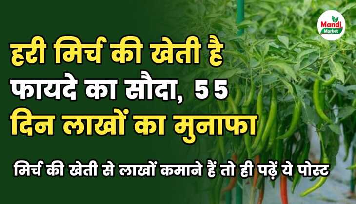 green chilly farming