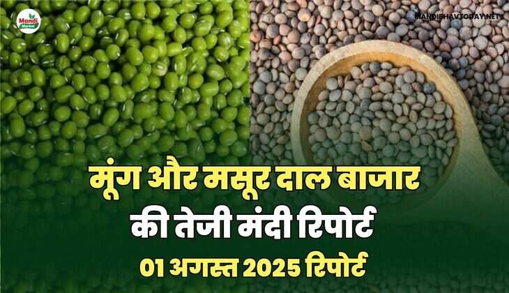  दाल तेजी मंदी रिपोर्ट -01 AUG 2025 