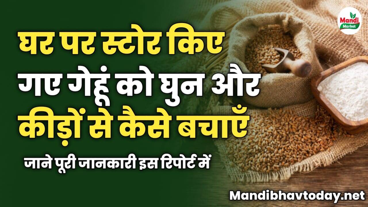 घर पर स्टोर किए गए गेहूं को घुन और कीड़ों से कैसे बचाएँ | जाने पूरी जानकारी इस रिपोर्ट में