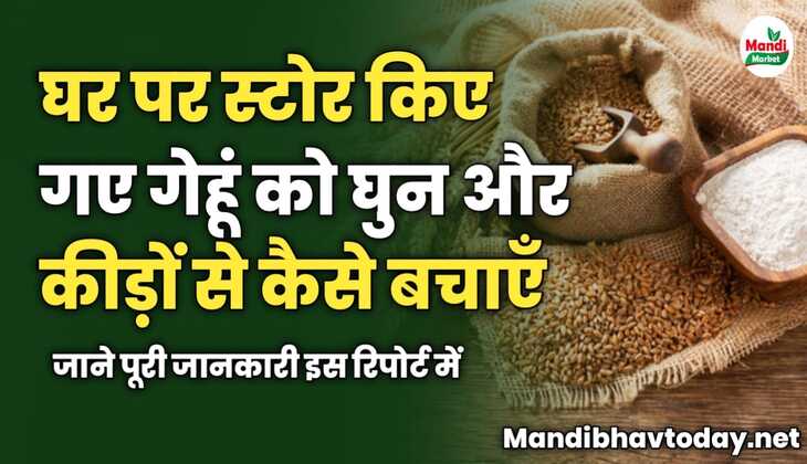 घर पर स्टोर किए गए गेहूं को घुन और कीड़ों से कैसे बचाएँ | जाने पूरी जानकारी इस रिपोर्ट में 