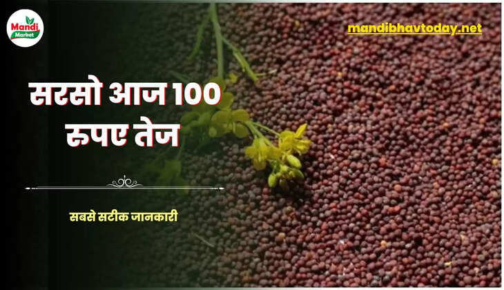 आज सरसों के रेट Sarso Live Rate Today 02 may 2023